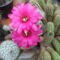 DSCF7081