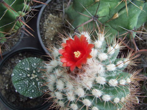 DSCF7082