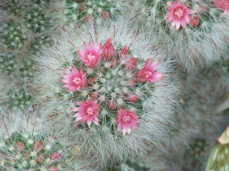 DSCF7087