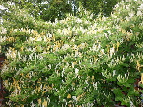 P1120970