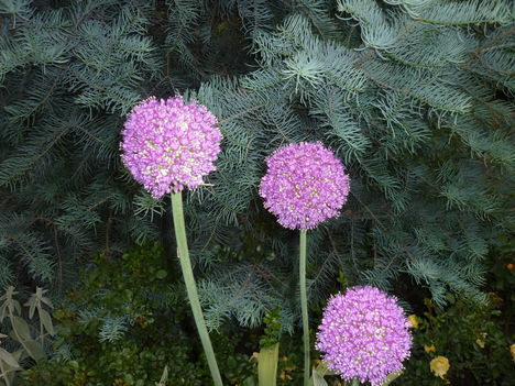 P1120974