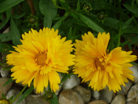 P1130006