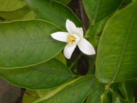 P1130012