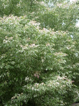 P1130014