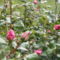Rózsa bimbók