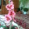  az első orchideám