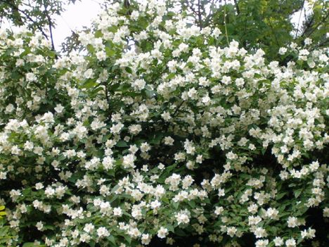 Fehér virágkoszorúk... 1