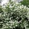 Fehér virágkoszorúk... 1