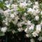 Fehér virágkoszorúk... 2