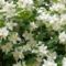 Fehér virágkoszorúk... 4