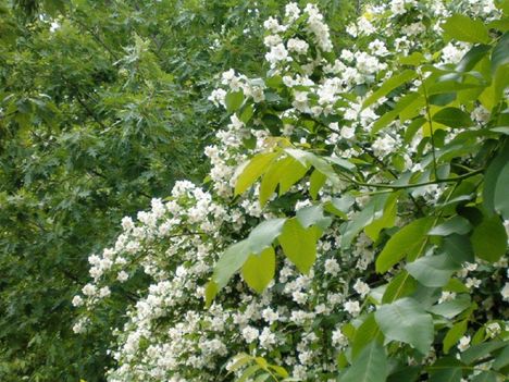 Fehér virágkoszorúk... 5