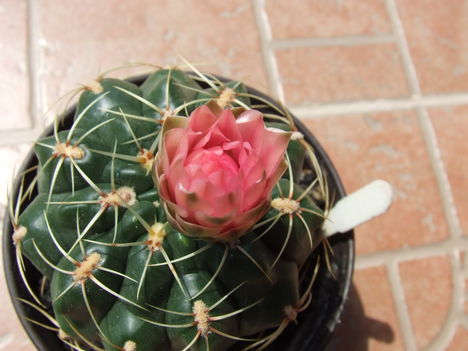 DSCF7123
