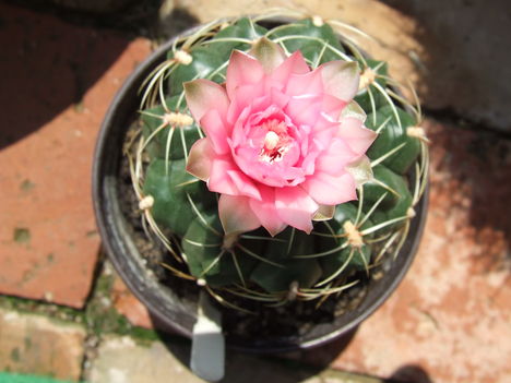 DSCF7144