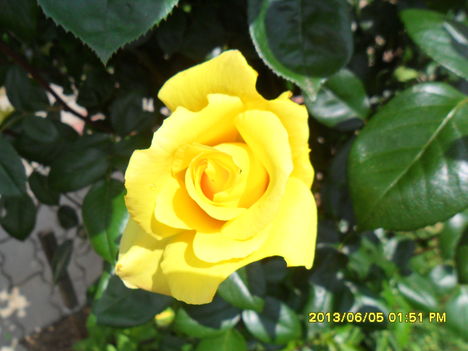 sárga futórózsa virága