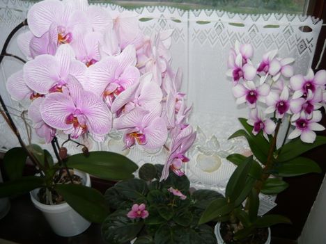 2013. 05. 16 orhideaim...