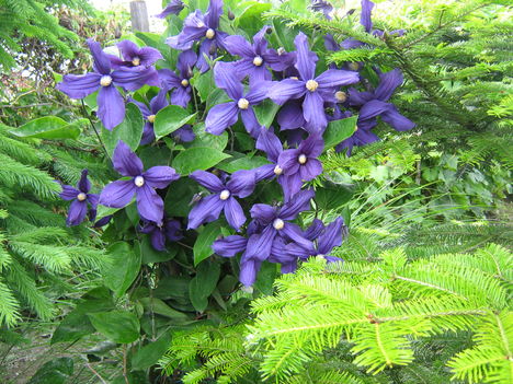 clematis