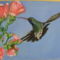 kolibri 004