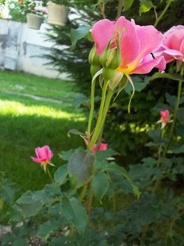 rózsaszinü rózsa