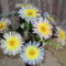 Virágaim 087