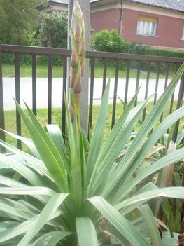 Yucca 2013 050