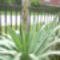 Yucca 2013 050