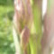 Yucca 2013 06.01