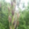 Yucca 2013 06.05.-n 