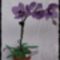 Lila orchidea
