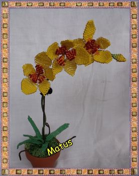 Sárga orchidea