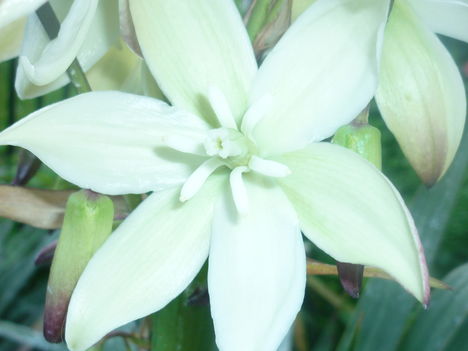 Yucca 2013.06