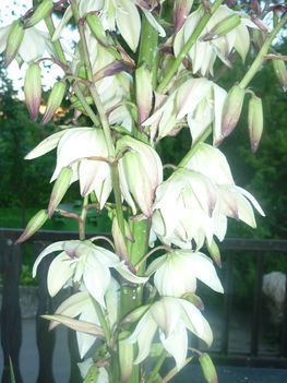 Yucca 2013.06