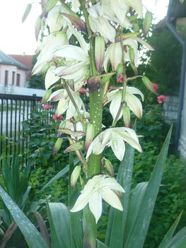 Yucca filamentosa - flaccida virázás