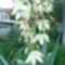 Yucca filamentosa - flaccida virázás