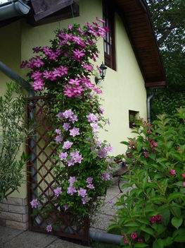 2013 június Békés sarok:Klematiszok,Weigela bokor,padok.