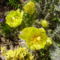 Cylindropuntia whipplei