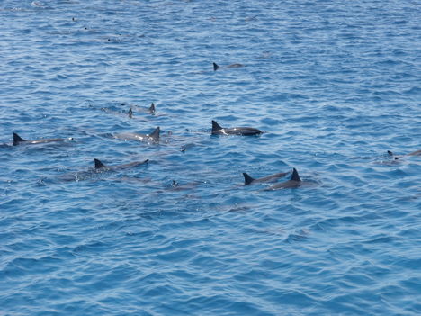 delfinek a hajó mellett