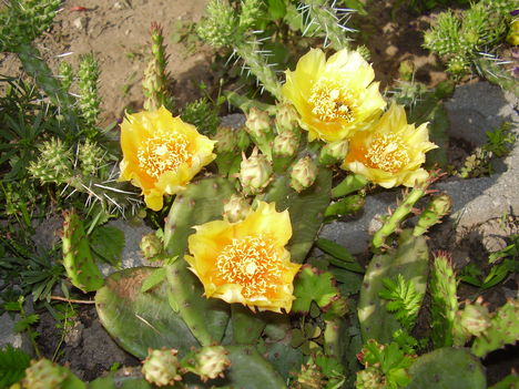 Opuntia