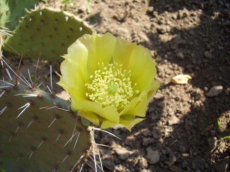 Opuntia Télálló kaktusz