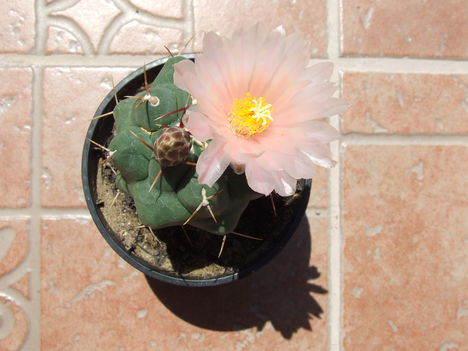DSCF7437