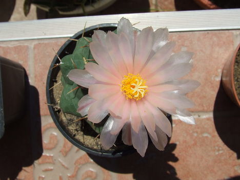 DSCF7451