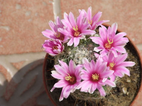 DSCF7463
