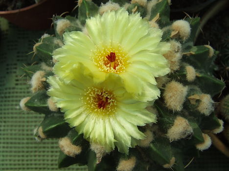 DSCF7466