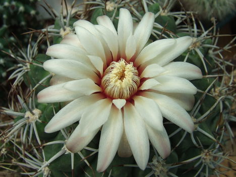 DSCF7474