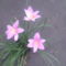 4852517719_Kerti virág