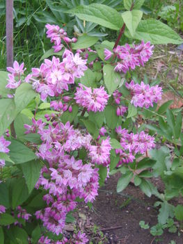 deutzia 2013.05