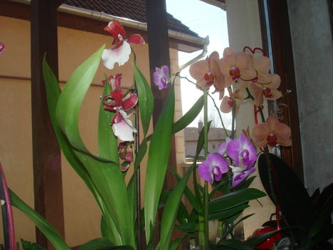 ebben az évben két új taggal bővült az orchideáim köre