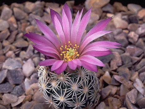 escobaria_minima