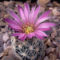 escobaria_minima