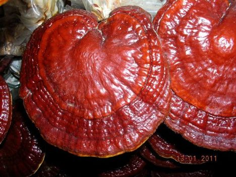 Ganoderma Lucidum