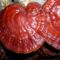 Ganoderma Lucidum